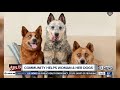 Woman adopts 3 blind dogs, gets community support