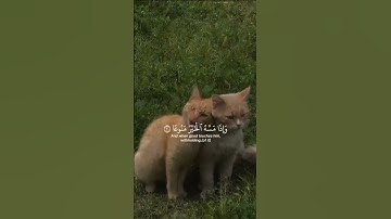 تلاوة هادئة || القارئ محمود علي البنا || سورة المعارج #قرآن #المصحف #quran #قران_كريم #تلاوة_مميزة