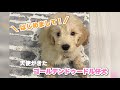 大型犬 ゴールデンドゥードルの子犬お迎えしました！