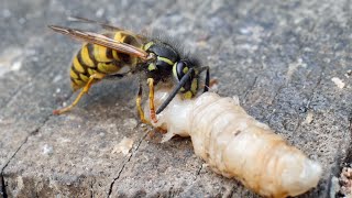 Wasps / Yellowjackets preying on Wax Moth larvae - UHD 4K