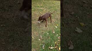 Rat in middle of field in public park Rollo the patterdale terrier dispatched quickly