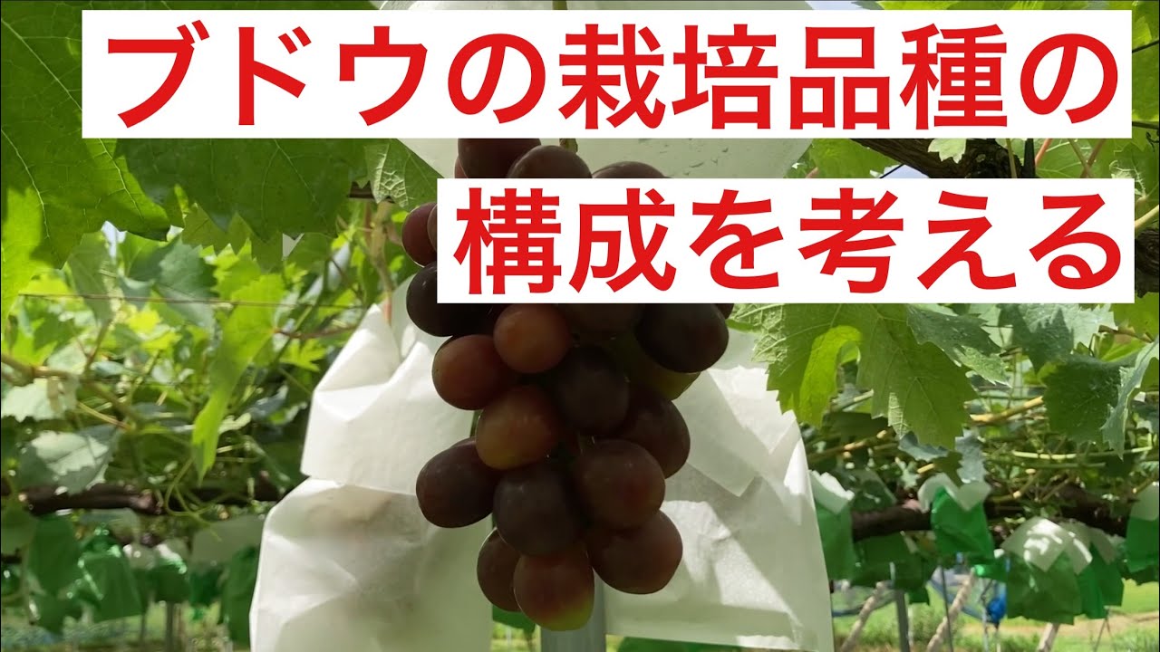ブドウの栽培品種の構成を考える