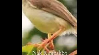 SUARA Pikat Ciblek Alang Alang Gacor Nembak VOLUME Full