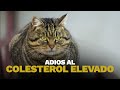 Adiós Al Colesterol Elevado | Dr. Carlos Jaramillo