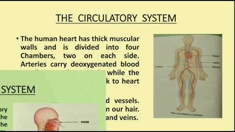 Human Organ System Class 5 Science