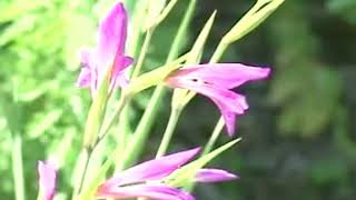 7A Pesticide Applicator General Standards (Part 3)