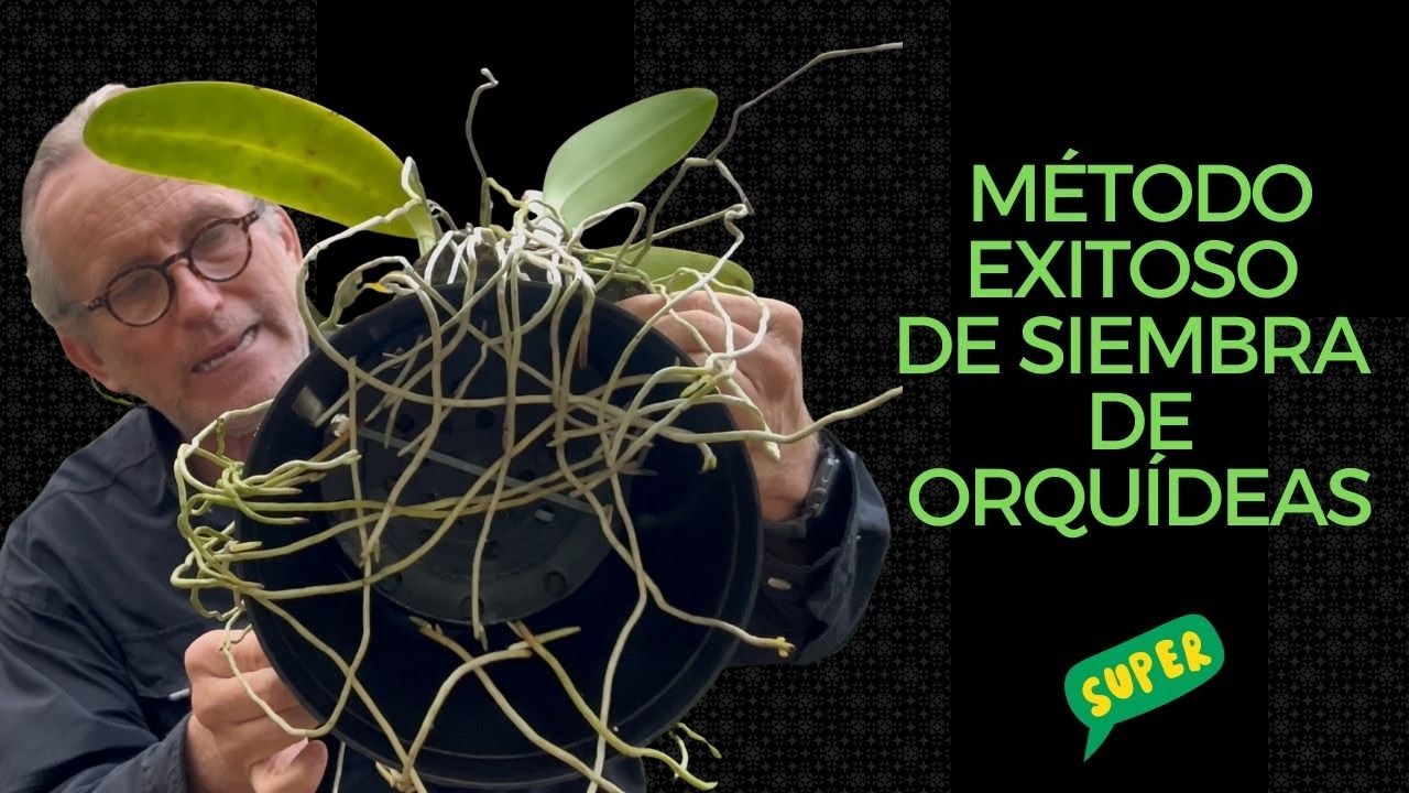 Método Exitoso de Siembra de Orquídeas Cattleya 🌸 Cómo Plantarlas Correctamente