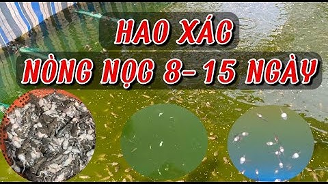 Cách ương nòng nọc, ếch giống giảm hao hụt | Nòng nọc hao xác