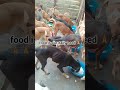 click in PayPal link to help shelter dogs #lyrics #dogrescuer #goshelter #brindle #amazingdogs #fyp