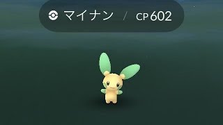 ポケモンgo 色違い大量発生 マイナンとプラスルの色違い Pokemon Go Youtube