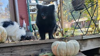 Astrology weather forecast/ walk & talk for 11-9-25