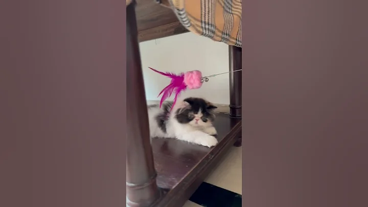 Video 5632061: persian exotic cats kittens, persian cat kitten pet, exotic long hair persian