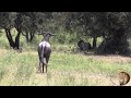 Brave Wildebeest Try To Intimidate Lions Away From His Tree