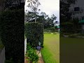 Nonpareil Estate@ Nararak Bangalow