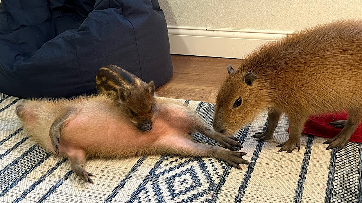 Capybara vs Piglet (Quandale Dingle Dies)