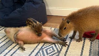 Capybara vs Piglet (Quandale Dingle Dies)