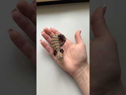 Назови 5 видов сцинков! 🦎 #сцинк #ящерица #рептилии #экзотика #животные #природа