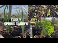 Early Spring Garden