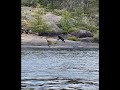 Little Bear Crossing the French River