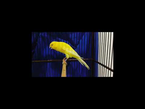 KENARI ULTRA SONIC‼️pemasteran digital suara jernih berjeda gampang di ingat burung