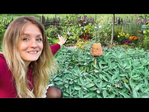 Video: Neu in unserem Garten: Hirschhorn-Sumach