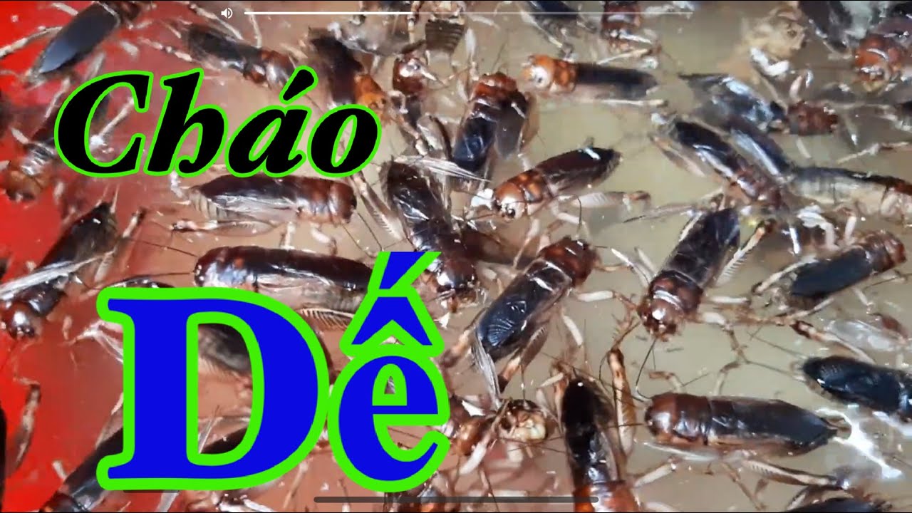 Cháo Dế Câu Cá Tra | Hướng Dẫn Cách Làm Đơn Giản Hiệu Quả