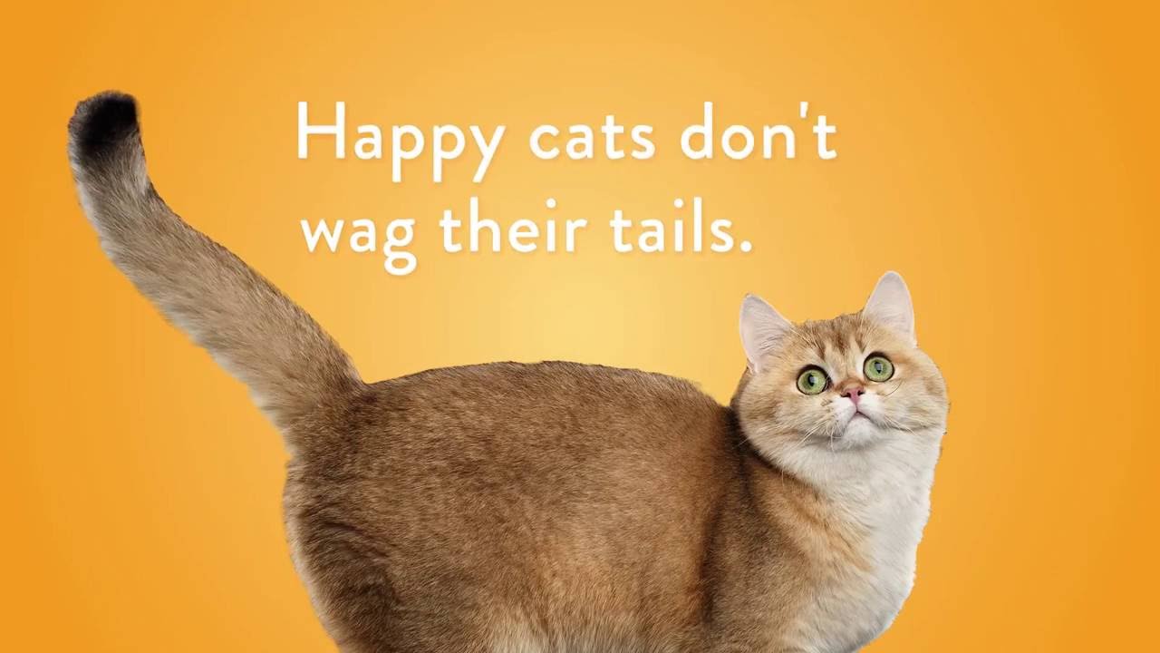 cat litter sand Happy and Healthy Cat Month
