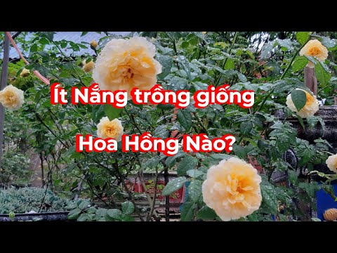 Video: Nơi Để Trồng Hoa Hồng: Cách Chọn Vị Trí Để Trồng Hoa Hồng