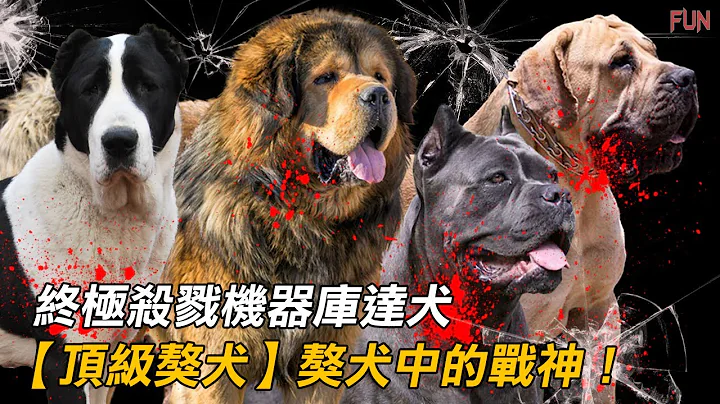 【十大顶级獒犬】像比特犬一样疯狂，体型是比特犬的3倍 | 獒犬中的战神！国宝级的犬种！东方神犬！ - 天天要闻