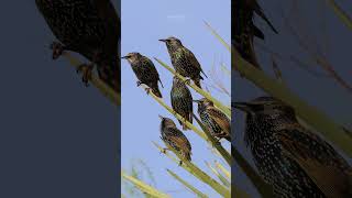 Starling Resting Ha73986