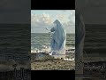 ما حبييييييت هدى تحب متابعينها فكرتي لايك اشترك بدون موسيقى اناشيد اسلاميه اناشيد كفر Shorts ترند ما حبييييييت هدى تحب متابعينها فكرتي لايك اشترك بدون موسيقى اناشيد اسلاميه اناشيد كفر Shorts ترند