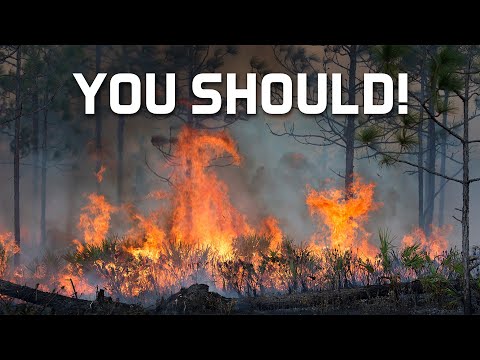 Should I Burn my Forest? Forest Burn Basics