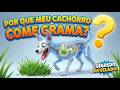 POR QUE OS CÃES COMEM GRAMA? Descubra aqui! - The Visible Dog