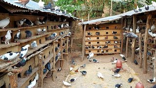 ১৫০০ গিরিবাজ কবুতরের খামার | 1500 Biggest giribaz pigeon Loft | Pigeon | Giribaz Pigeon Breeds