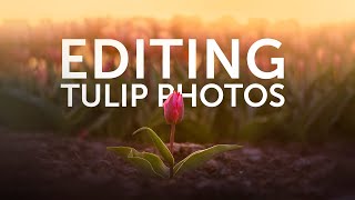 How To Edit Your Tulip Photos - Focus Stacking, Dreamy Look &amp; Noise Stacking