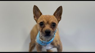 Chihuahua Groom | Dog Grooming