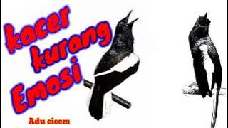SUARA KACER INI AMPUH MENGATASI KACER KURANG EMOSI DAN BIRAHI !!!!