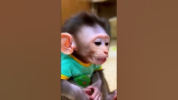Thumbnail of #lyrice #song #songkhmer #monkey #monkeysr #cute #adorably #funny #babymonkeybobby #cutebaby