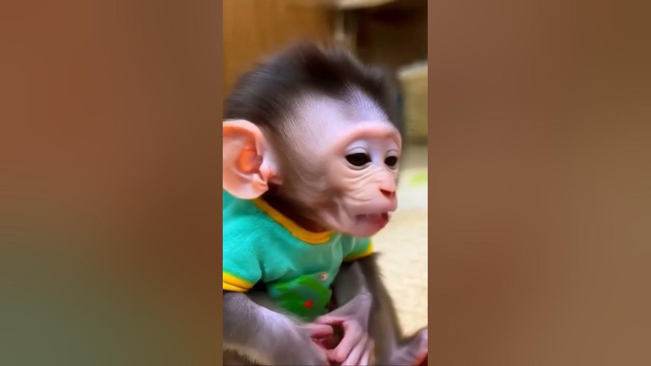 #lyrice #song #songkhmer #monkey #monkeysr #cute #adorably #funny #babymonkeybobby #cutebaby