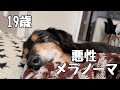 【老犬】悪性メラノーマでした