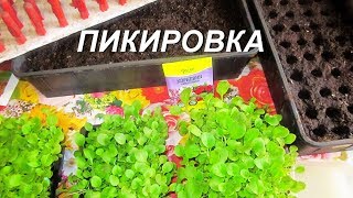 ДНЕВНИК ТАБАКОВОДА - № 75 ПИКИРОВКА РАССАДЫ ТАБАК