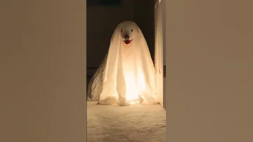 Adorable Puppies Dressed Like Ghosts Haunt House Halloween Dogs Shorts 