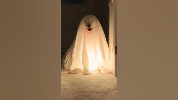 Thumbnail of Adorable Puppies Dressed Like Ghosts Haunt House! #Halloween #Dogs #Shorts