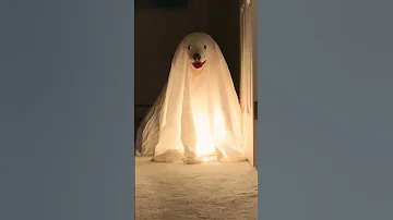 Adorable Puppies Dressed Like Ghosts Haunt House! #Halloween #Dogs #Shorts