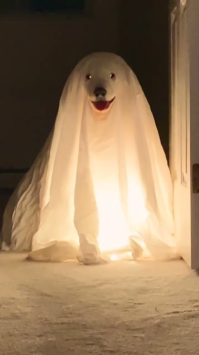 Adorable Puppies Dressed Like Ghosts Haunt House! #Halloween #Dogs #Shorts