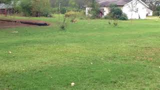 Four Wheeling on the Farm by Sarina Maynor 325 views 11 years ago 24 seconds