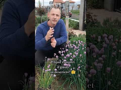 Video: Floare de ceapă de viperă: o descriere a motivului pentru care se numește așa