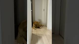 Dog Engages in Playful Ground Digging Behavior