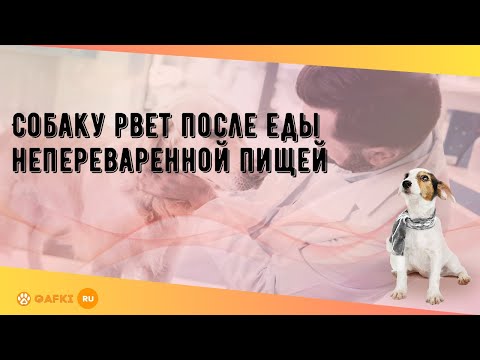 Собаку рвет после еды непереваренной пищей