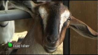 Organic Goat Cheese at  Fairview Farm Dairy